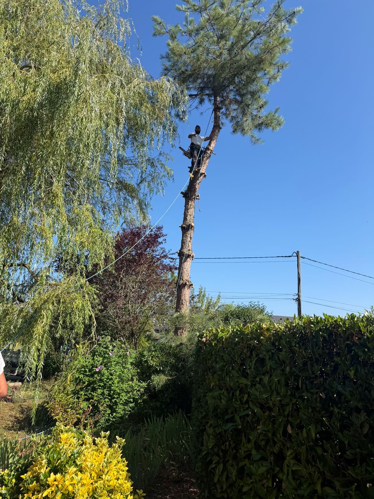 Chantier JM Élagage Thonon-les-Bains — réalisation 1